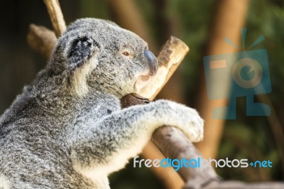 Koala By Itself In A Tree Stock Photo