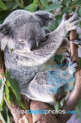 Koala By Itself In A Tree Stock Photo