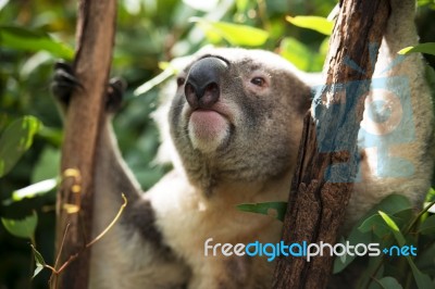 Koala By Itself In A Tree Stock Photo