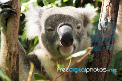 Koala By Itself In A Tree Stock Photo