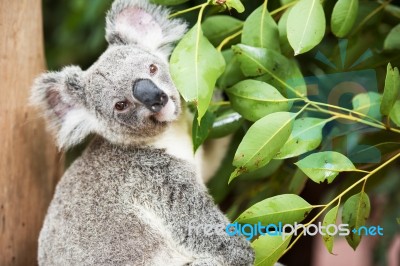 Koala By Itself In A Tree Stock Photo