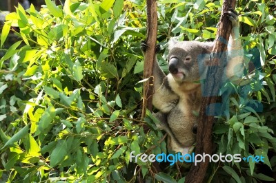 Koala By Itself In A Tree Stock Photo