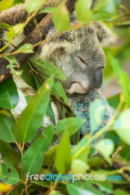 Koala By Itself In A Tree Stock Photo