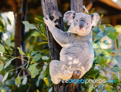 Koala By Itself In A Tree Stock Photo