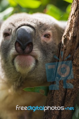 Koala By Itself In A Tree Stock Photo