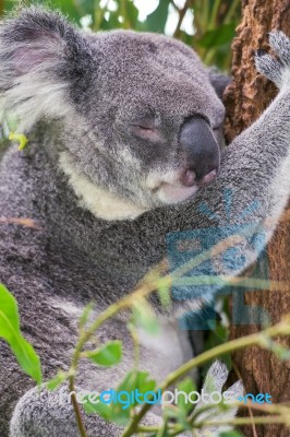 Koala By Itself In A Tree Stock Photo