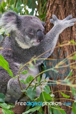 Koala By Itself In A Tree Stock Photo