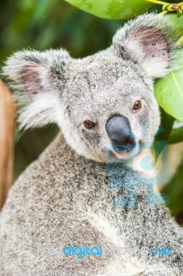 Koala By Itself In A Tree Stock Photo