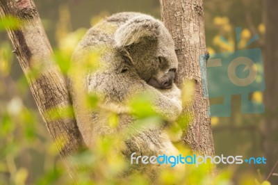 Koala By Itself In A Tree Stock Photo