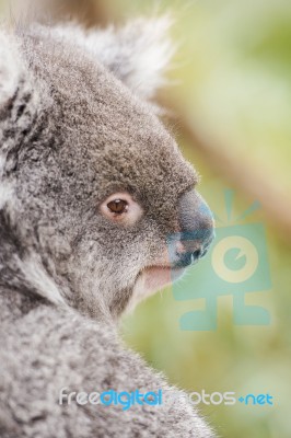 Koala By Itself In A Tree Stock Photo