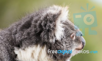 Koala By Itself In A Tree Stock Photo