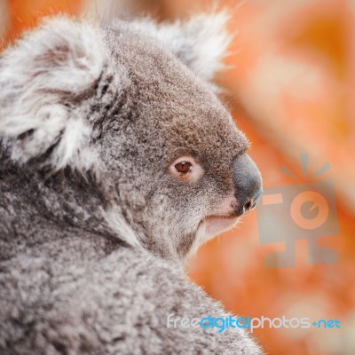 Koala By Itself In A Tree Stock Photo