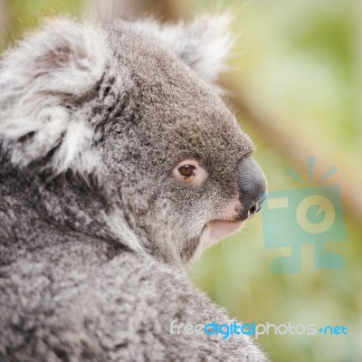 Koala By Itself In A Tree Stock Photo