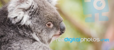 Koala By Itself In A Tree Stock Photo