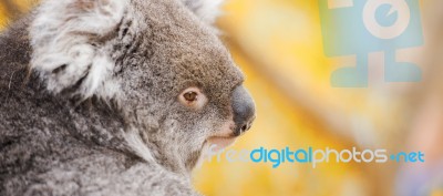 Koala By Itself In A Tree Stock Photo