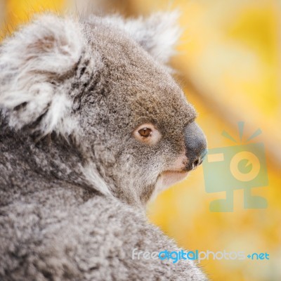 Koala By Itself In A Tree Stock Photo