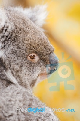 Koala By Itself In A Tree Stock Photo