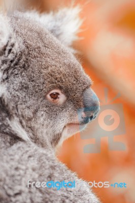 Koala By Itself In A Tree Stock Photo