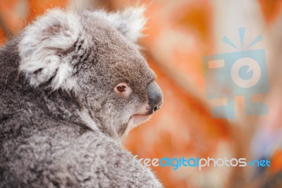 Koala By Itself In A Tree Stock Photo