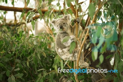 Koala In A Eucalyptus Tree Stock Photo