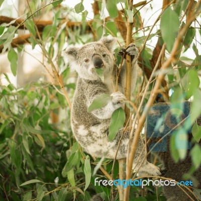 Koala In A Eucalyptus Tree Stock Photo