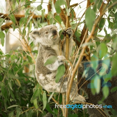 Koala In A Eucalyptus Tree Stock Photo