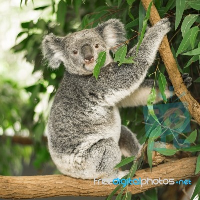 Koala In A Eucalyptus Tree Stock Photo