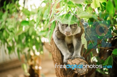 Koala In A Eucalyptus Tree Stock Photo