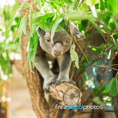 Koala In A Eucalyptus Tree Stock Photo