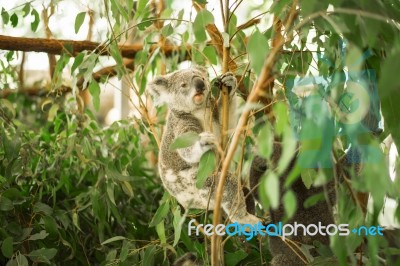 Koala In A Eucalyptus Tree Stock Photo