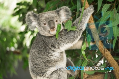 Koala In A Eucalyptus Tree Stock Photo