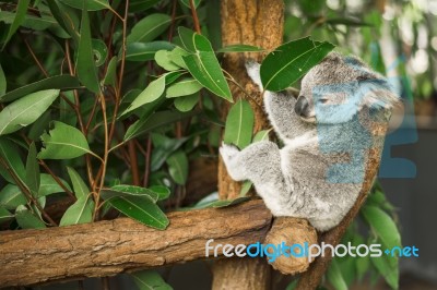 Koala In A Eucalyptus Tree Stock Photo