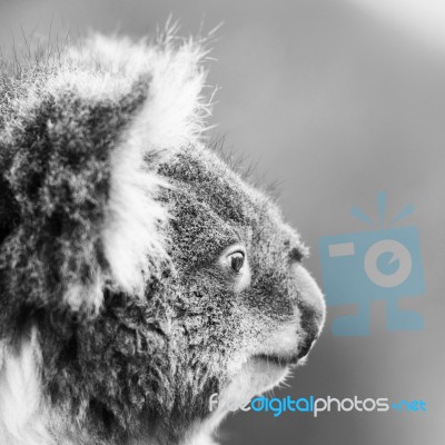 Koala In A Eucalyptus Tree. Black And White Stock Photo