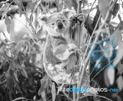 Koala In A Eucalyptus Tree. Black And White Stock Photo