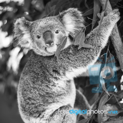 Koala In A Eucalyptus Tree. Black And White Stock Photo