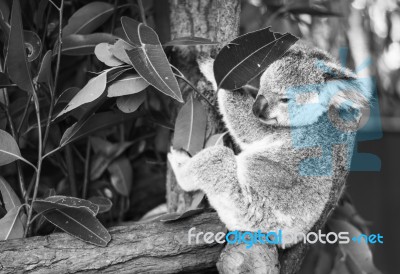 Koala In A Eucalyptus Tree. Black And White Stock Photo