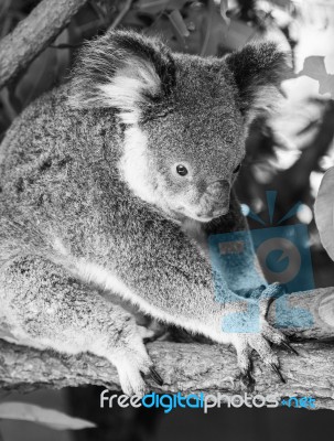 Koala In A Eucalyptus Tree. Black And White Stock Photo