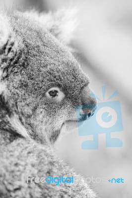 Koala In A Eucalyptus Tree. Black And White Stock Photo