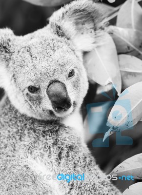 Koala In A Eucalyptus Tree. Black And White Stock Photo