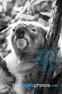 Koala In A Eucalyptus Tree. Black And White Stock Photo