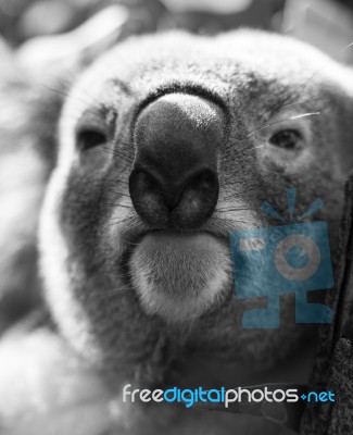 Koala In A Eucalyptus Tree. Black And White Stock Photo