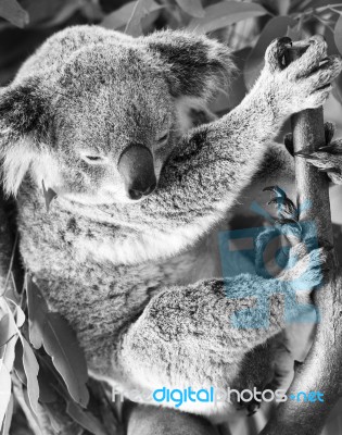 Koala In A Eucalyptus Tree. Black And White Stock Photo