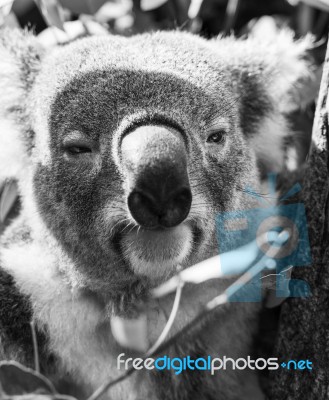 Koala In A Eucalyptus Tree. Black And White Stock Photo