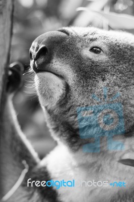 Koala In A Eucalyptus Tree. Black And White Stock Photo