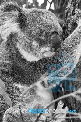 Koala In A Eucalyptus Tree. Black And White Stock Photo