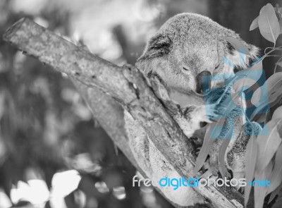 Koala In A Eucalyptus Tree. Black And White Stock Photo