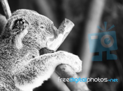 Koala In A Eucalyptus Tree. Black And White Stock Photo