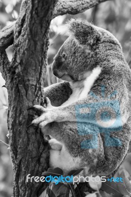 Koala In A Eucalyptus Tree. Black And White Stock Photo