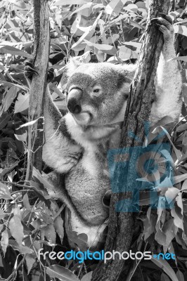 Koala In A Eucalyptus Tree. Black And White Stock Photo