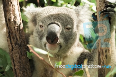 Koala Looking At The Camera Stock Photo